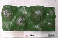 藏品(向斜.背斜模型)的圖片